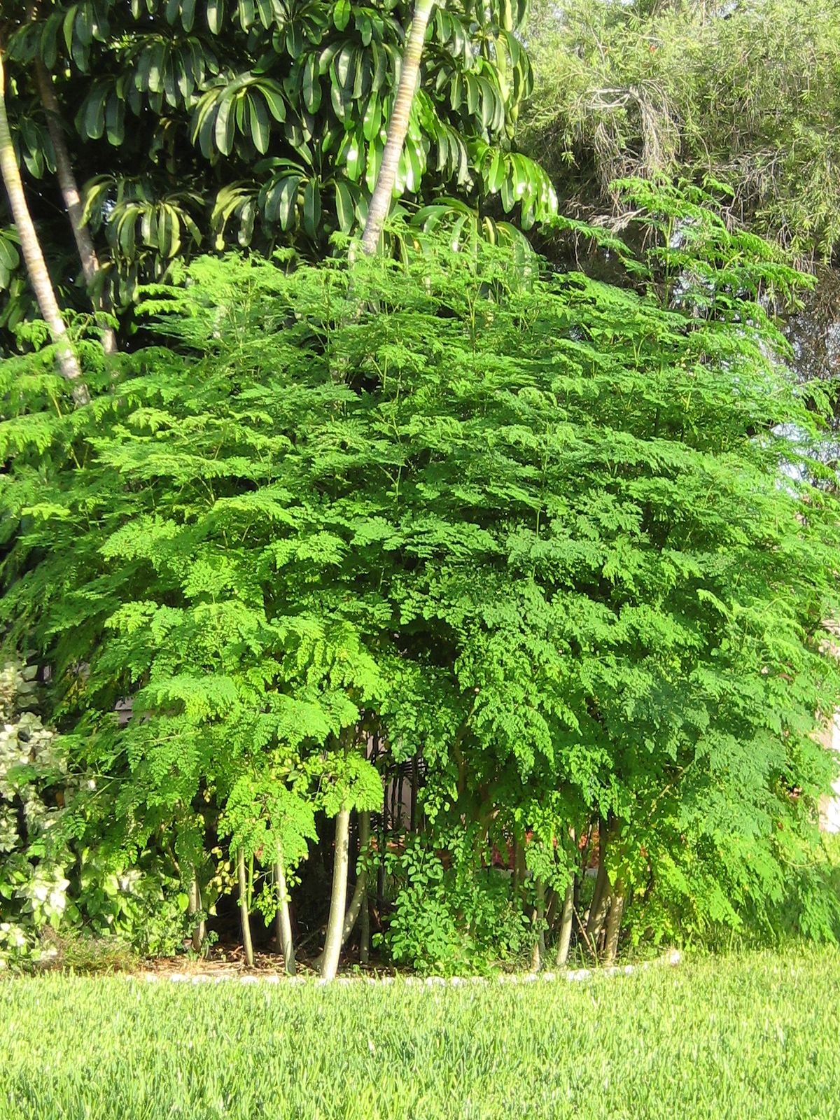 Buy Moringa Tea How To Make Health Benefits Side Effects Herbal 