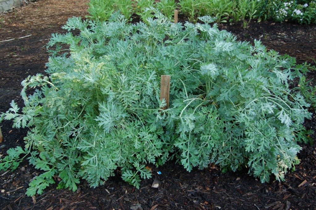 Buy Wormwood Tea Benefits, Side Effects, How To Make