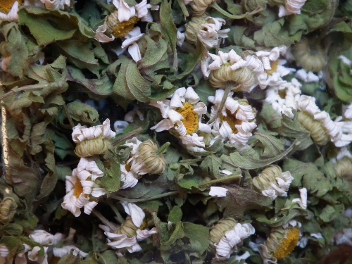 Buy Feverfew Tea Benefits How To Make Side Effects